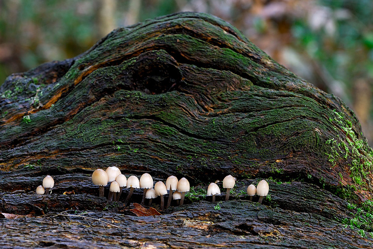 Identificazione denti